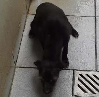 Cachorro ra a NÃO DEFINIDA idade 3 anos nome RADIJA