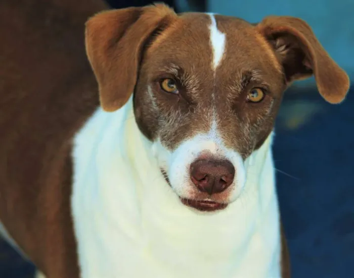 Cachorro ra a  idade 2 anos nome Helena