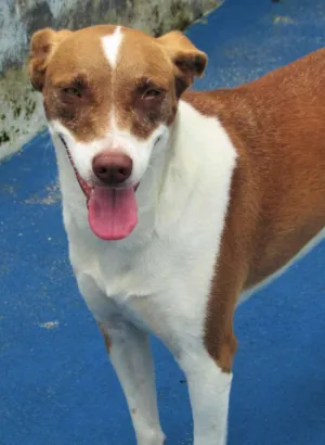 Cachorro raça  idade 2 anos nome Helena