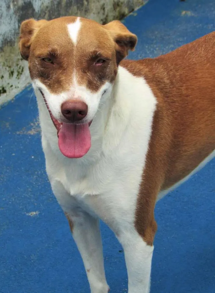 Cachorro ra a  idade 2 anos nome Helena