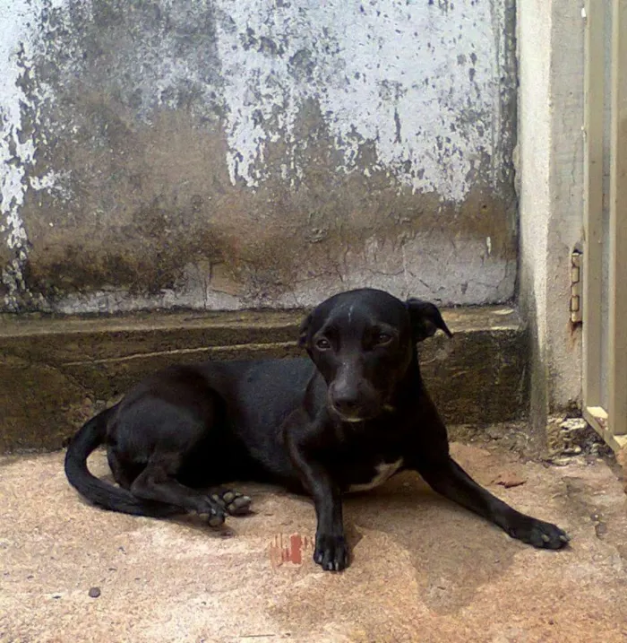 Cachorro ra a Sem raça definida idade 5 anos nome Flor GRATIFICA