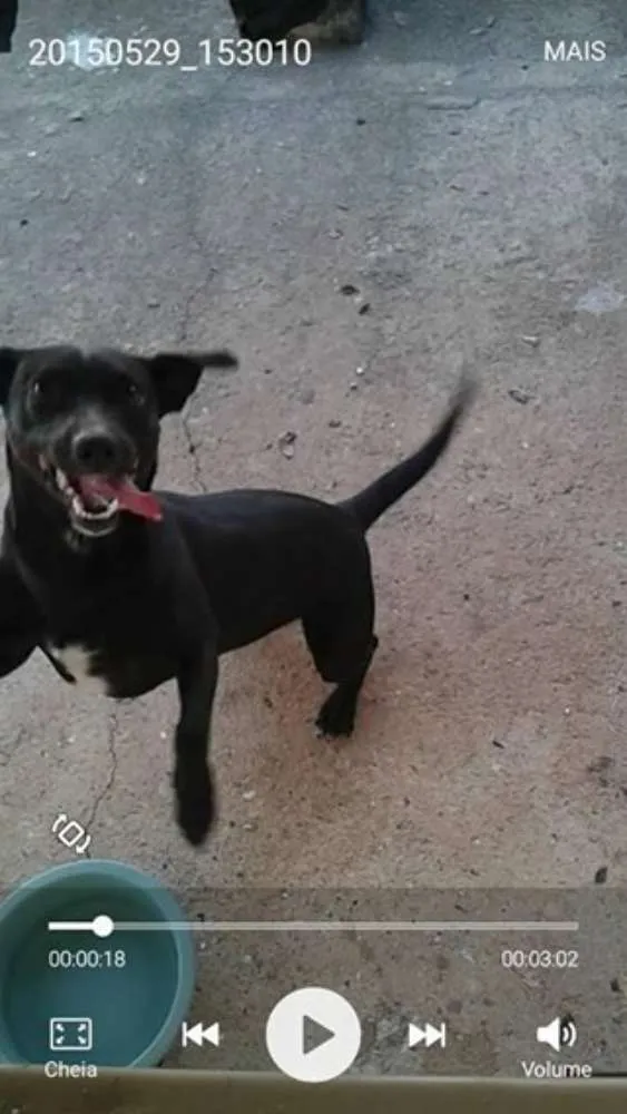 Cachorro ra a Sem raça definida idade 5 anos nome Flor GRATIFICA