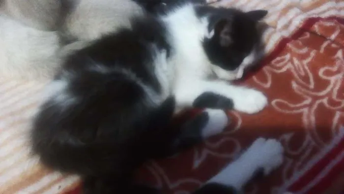 Gato ra a n definida idade Abaixo de 2 meses nome sem nome