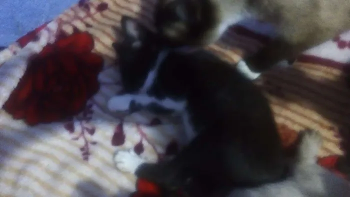 Gato ra a n definida idade Abaixo de 2 meses nome sem nome