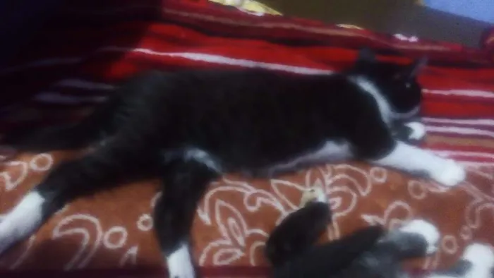 Gato ra a n definida idade Abaixo de 2 meses nome sem nome