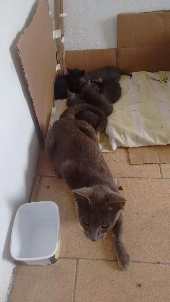 Gato ra a Srd idade  nome Não sei o nome 