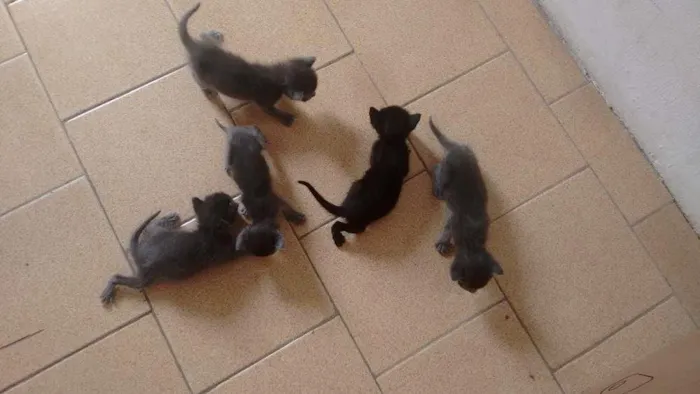 Gato ra a Srd  idade 2 a 6 meses nome Não tem nome 