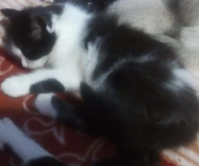 Gato ra a n definida idade Abaixo de 2 meses nome sem nome
