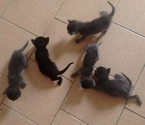 Gato ra a Srd  idade 2 a 6 meses nome Não tem nome 