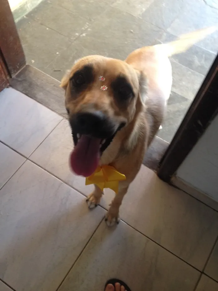 Cachorro ra a SRD idade 1 ano nome Brisa 
