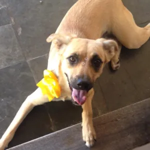 Cachorro raça SRD idade 1 ano nome Brisa 