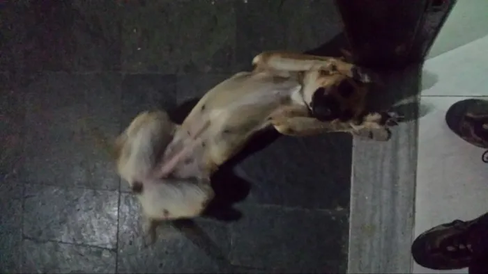 Cachorro ra a SRD idade 1 ano nome Brisa 