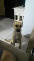Brisa 