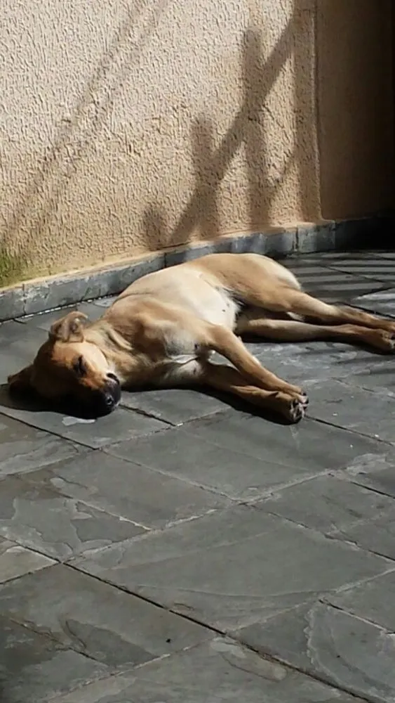 Cachorro ra a SRD idade 1 ano nome Brisa 