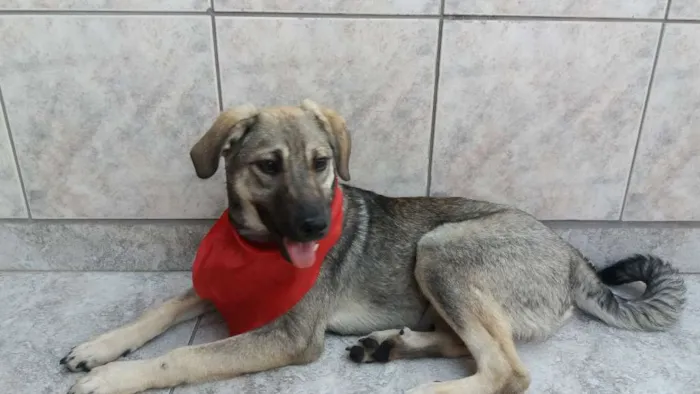 Cachorro ra a srd idade 7 a 11 meses nome spok
