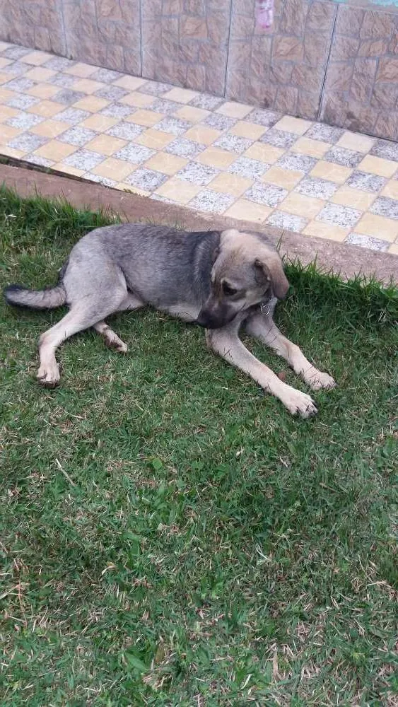 Cachorro ra a srd idade 7 a 11 meses nome spok