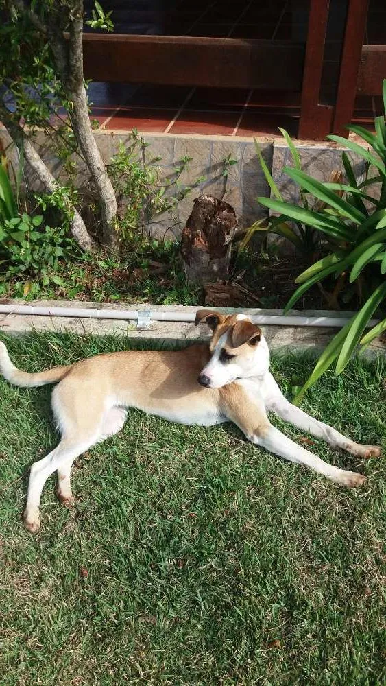 Cachorro ra a srd idade 1 ano nome manu