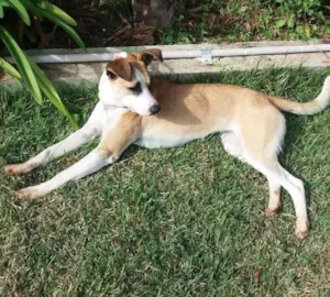 Cachorro raça srd idade 1 ano nome manu