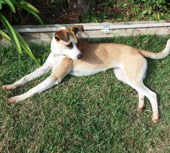 Cachorro ra a srd idade 1 ano nome manu