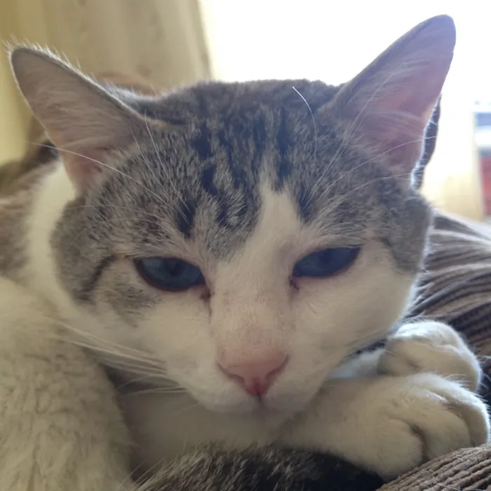 Gato ra a Srd idade 4 anos nome Max