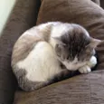 Max