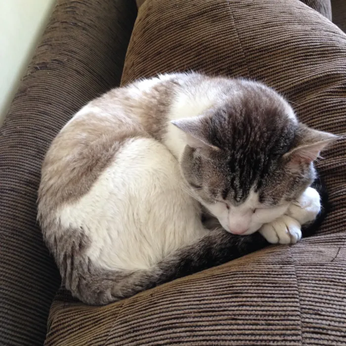 Gato ra a Srd idade 4 anos nome Max