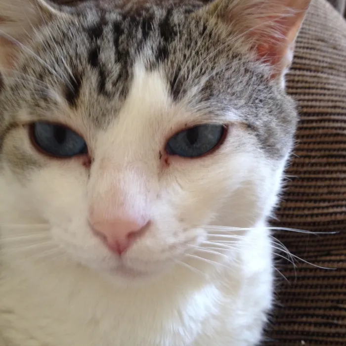 Gato ra a Srd idade 4 anos nome Max
