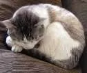 Gato raça Srd idade 4 anos nome Max