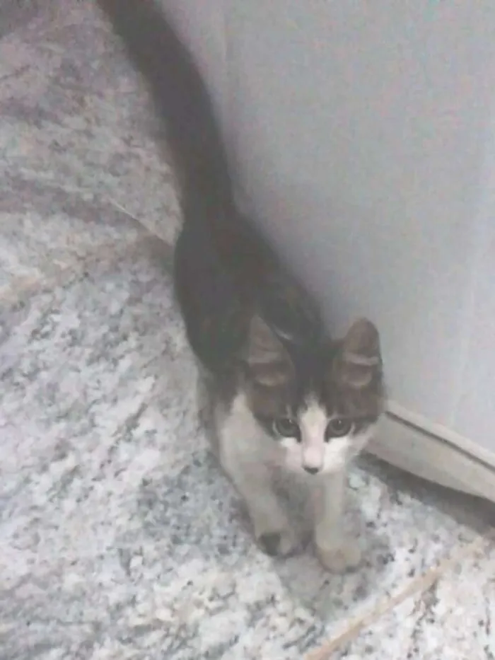 Gato raça  idade 2 a 6 meses nome Não tem