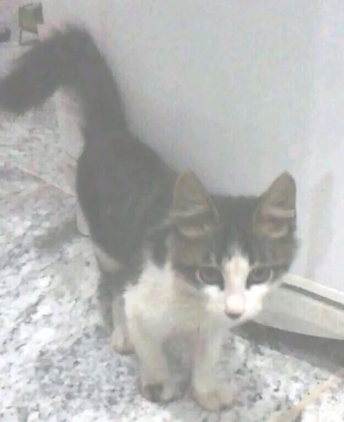 Gato raça  idade 2 a 6 meses nome Não tem