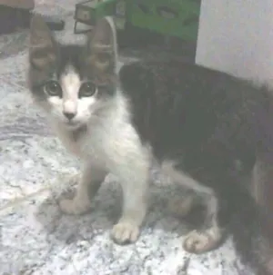 Gato raça  idade 2 a 6 meses nome Não tem