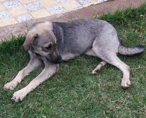 Cachorro ra a srd idade 7 a 11 meses nome spok
