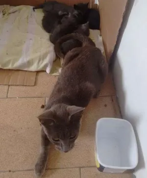 Gato raça Srd idade  nome Não sei o nome 