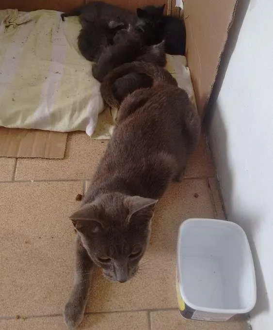 Gato ra a Srd idade  nome Não sei o nome 