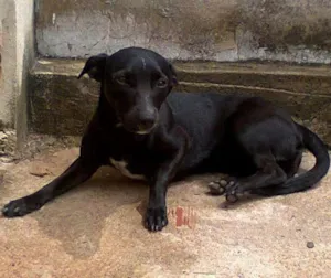 Cachorro raça Sem raça definida idade 5 anos nome Flor GRATIFICA