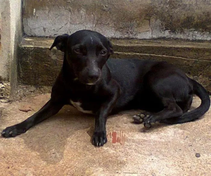 Cachorro ra a Sem raça definida idade 5 anos nome Flor GRATIFICA