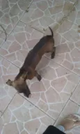 Pitt