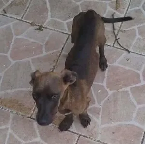 Cachorro raça Vira-lata idade 7 a 11 meses nome Pitt