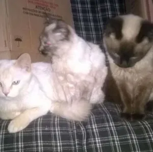Gato raça SRD idade 7 a 11 meses nome Jorel