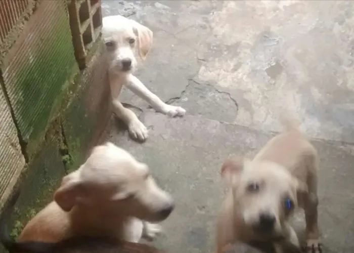 Cachorro ra a Labrador idade Abaixo de 2 meses nome filhotes