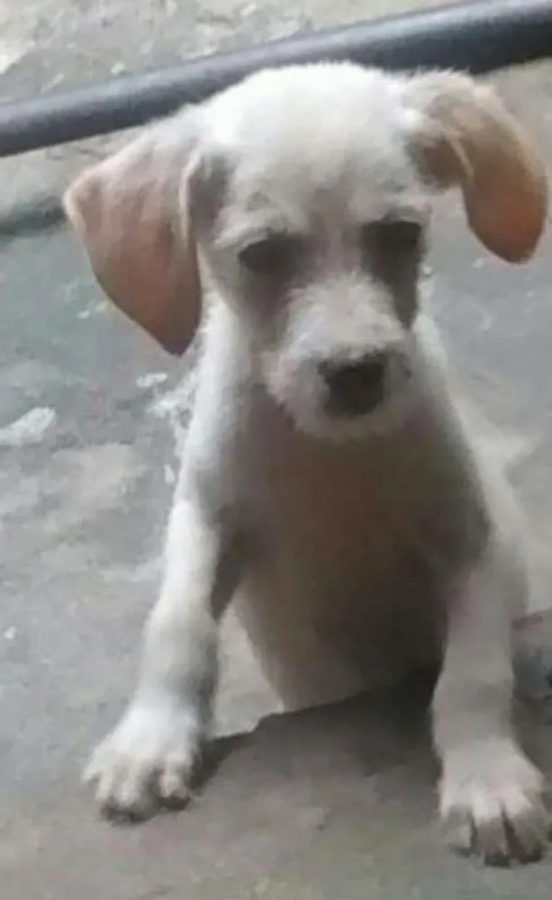 Cachorro ra a Labrador idade Abaixo de 2 meses nome filhotes