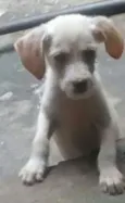 filhotes