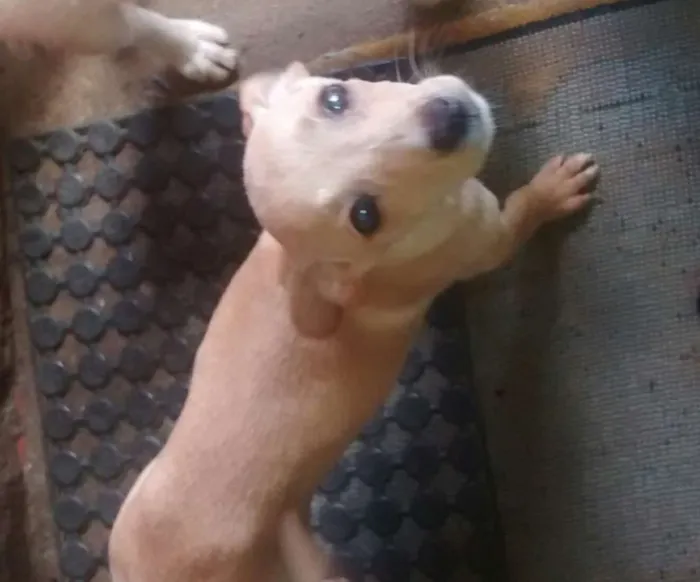 Cachorro ra a Labrador idade Abaixo de 2 meses nome filhotes