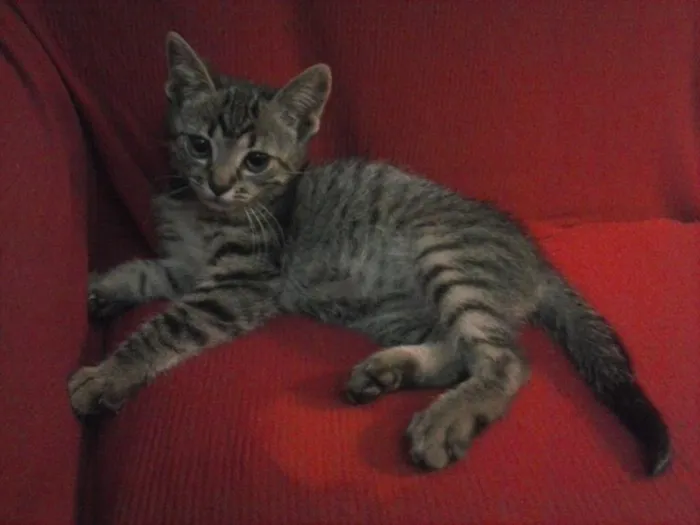 Gato ra a srd idade 2 a 6 meses nome francisco cuocosr