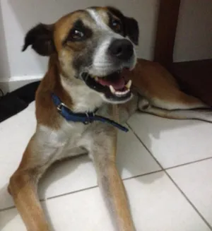 Cachorro raça SRD idade 1 ano nome Max