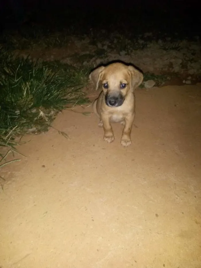 Cachorro ra a Vira amor  idade Abaixo de 2 meses nome Ainda sem nome 
