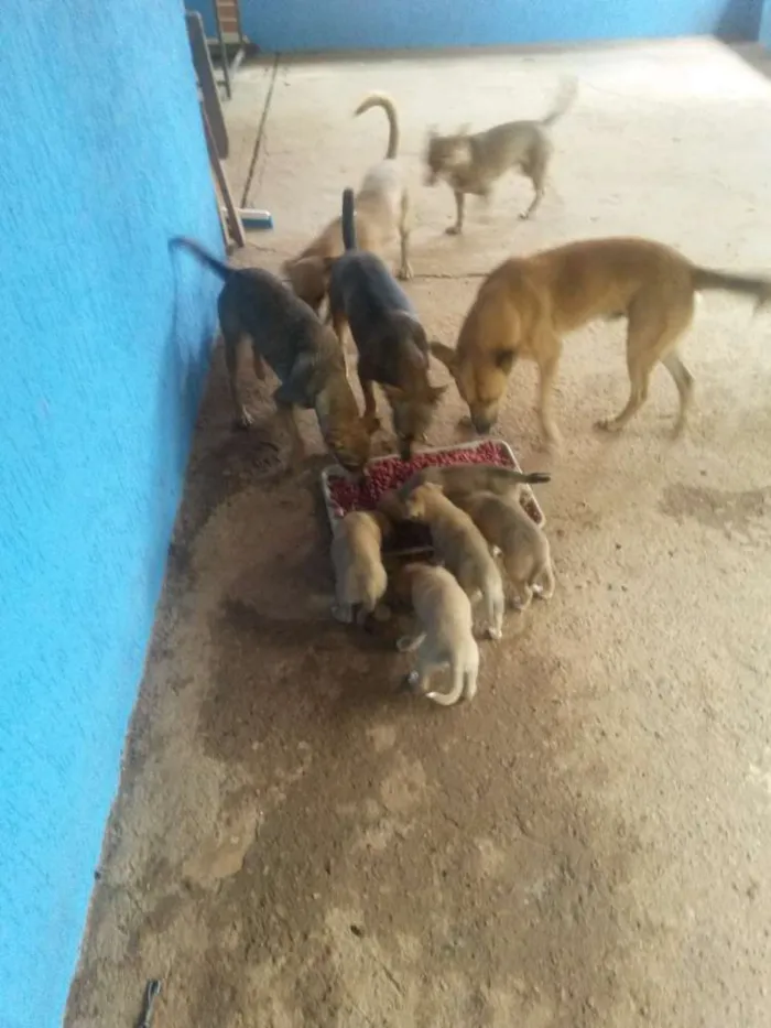 Cachorro ra a Vira amor  idade Abaixo de 2 meses nome Ainda sem nome 