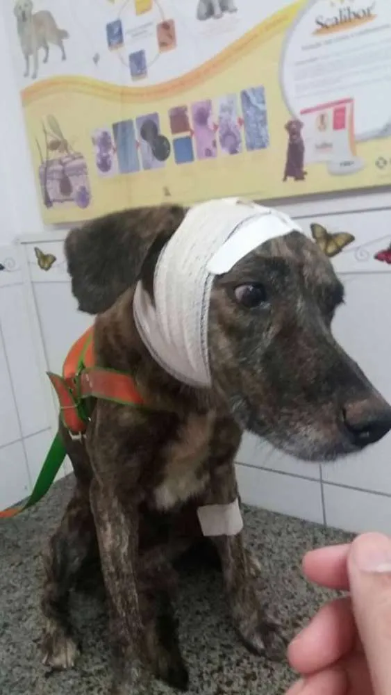 Cachorro raça srd idade 3 anos nome Duque