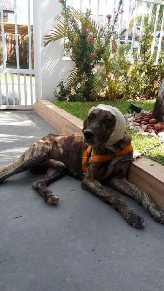 Cachorro raça srd idade 3 anos nome Duque