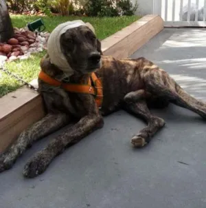 Cachorro raça srd idade 3 anos nome Duque